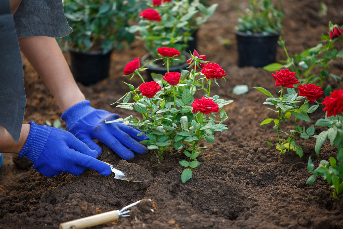 Tips for Growing Healthy Roses - Smithsonian Gardens